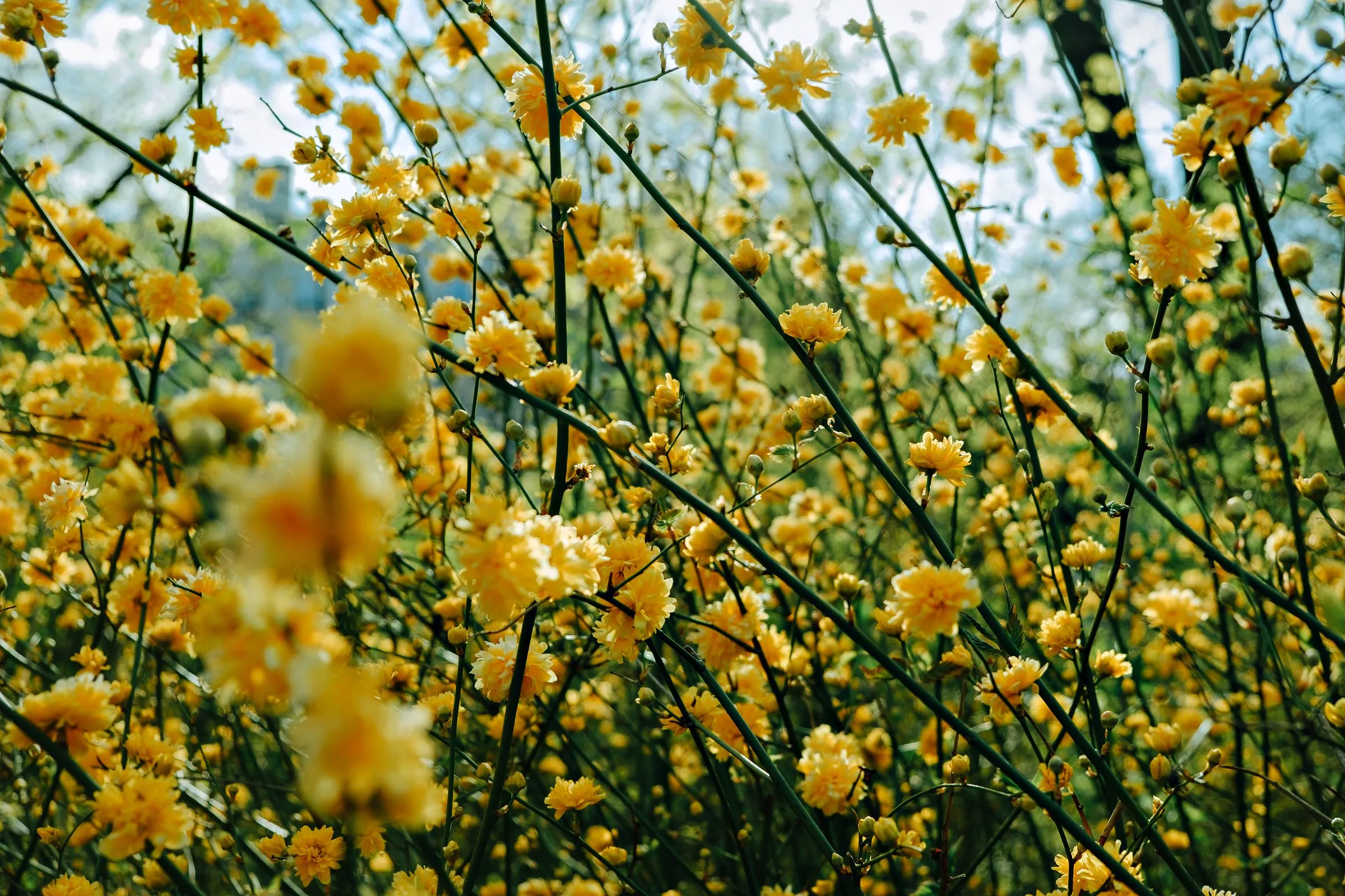 Des fleurs jaunes dans la lumière